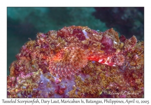 Tasseled Scorpionfish