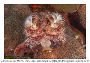 Christmas Tree Worm