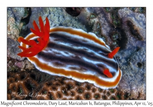 Magnificent Chromodoris