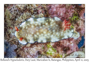 Bolland's Hypselodoris