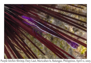 Purple Urchin Shrimp