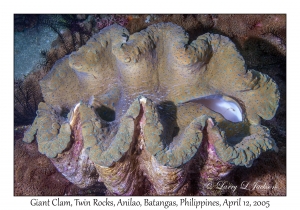 Giant Clam