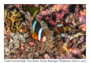 Clark's Anemonefish