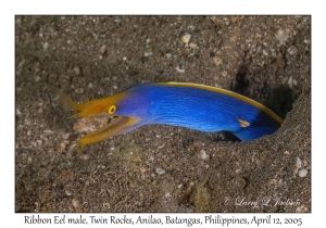 Ribbon Eel male