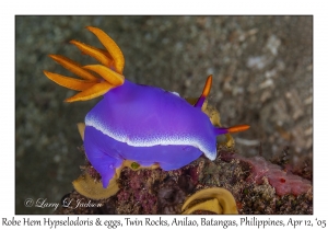 Robe Hem Hypselodoris & eggs