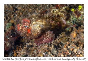 Bandtail Scorpionfish juvenile