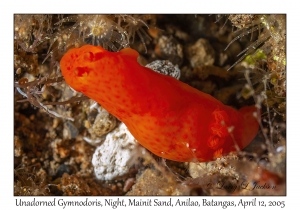 Unadorned Gymnodoris