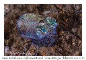 Berry's Bobtail Squid