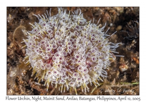 Flower Urchin