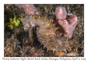 Thorny Seahorse