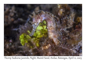 Thorny Seahorse juvenile