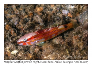 Manybar Goatfish juvenile