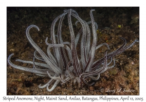 Striped Anemone