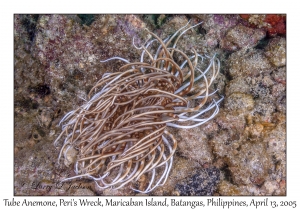 Tube Anemone