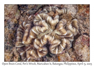 Open Brain Coral