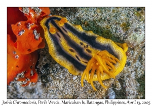 Josh's Chromodoris