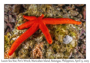 Luzon Sea Star