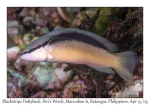 Blackstripe Dottyback