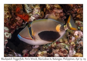 Blackpatch Triggerfish