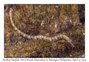 Reeftop Pipefish