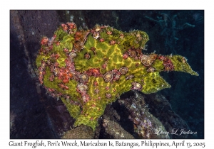 Giant Frogfish