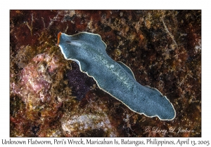 Unknown Flatworm