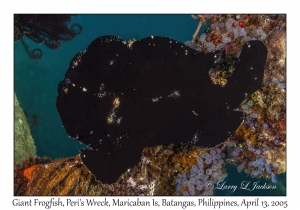 Giant Frogfish