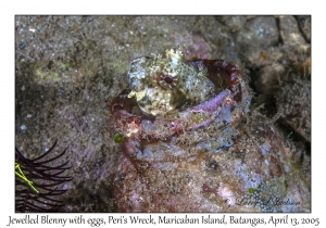 Jewelled Blenny & eggs