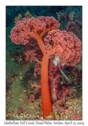 Umbellate Tall Coral