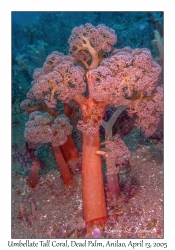 Umbellate Tall Coral