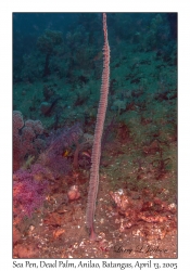 Sea Pen