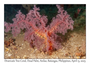 Divaricate Tree Coral