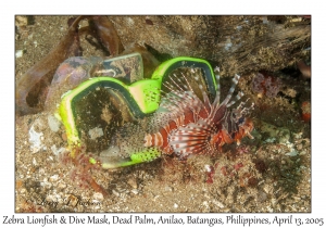 Zebra Lionfish & Dive Mask