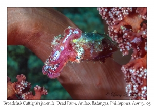 Broadclub Cuttlefish juvenile