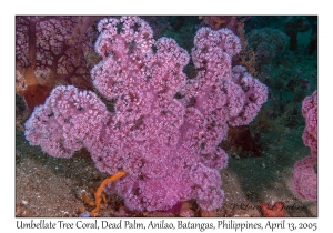 Umbellate Tree Coral