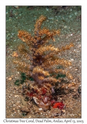 Christmas Tree Coral