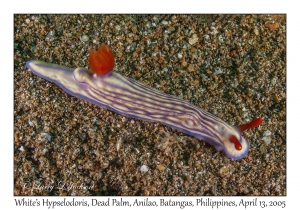 White's Hypselodoris