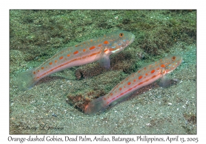 Orange-dashed Gobies