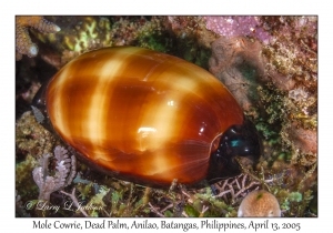 Mole Cowrie