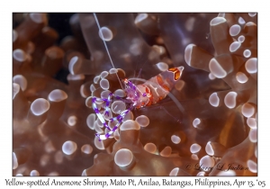 Yellow-spotted Anemone Shrimp