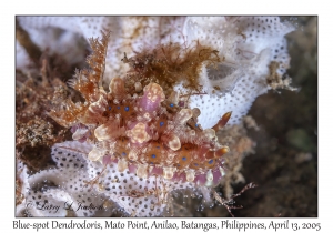 Blue-spot Dendrodoris