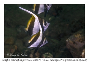 Longfin Bannerfish juveniles