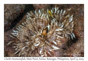 Clark's Anemonefish