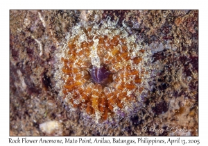 Rock Flower Anemone