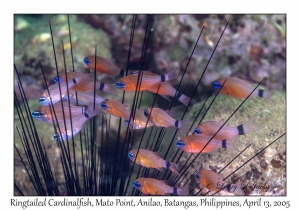 Ringtailed Cardinalfish