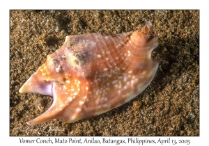 Vomer Conch