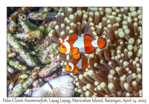 False Clown Anemonefish