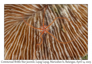 Commensal Brittle Star juvenile