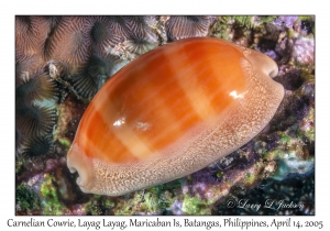 Carnelian Cowrie