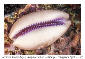 Carnelian Cowrie